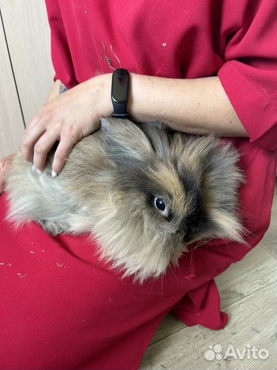 Декоративный кролик бесплатно