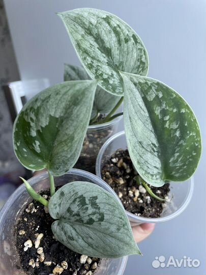 Сциндапсус Сильвер Энн, Медоптика триколор