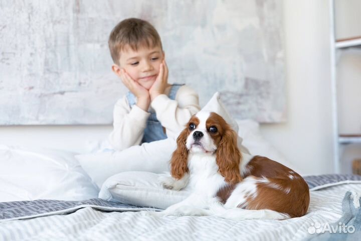 Красивый щенок на фотосессию