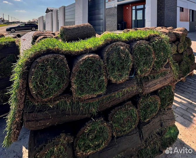 Рулонный газон продажа и укладка