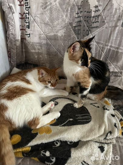 Отдам в добрые руки