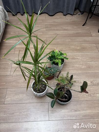 Комнатные цветы