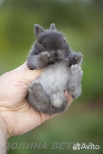 Супер мини кролик голубой минор