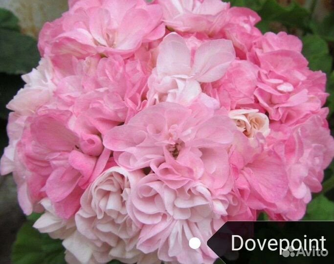 Пеларгония