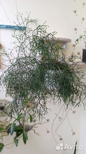 Хатиора (кактусовые) домашние растения