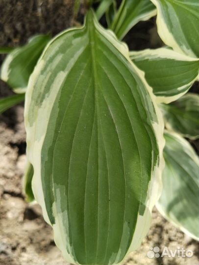 Хоста кустом цветная