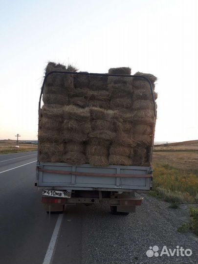 Сено(кастёр)