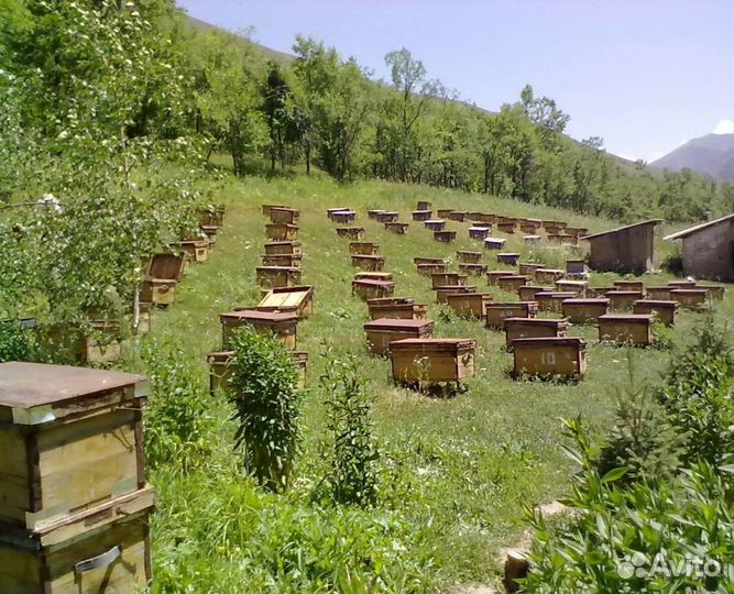 2024 Мед натуральный алтайский опт