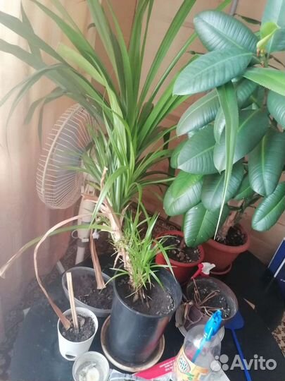 Комнатные цветы