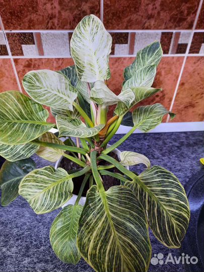 Филодендрон Биркин