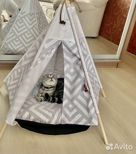 Отдам кота в добрые руки