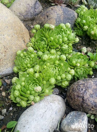 Молодило, многолетник для сада