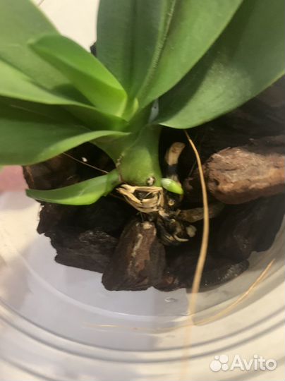 Орхидея фаленопсис Дикий белый