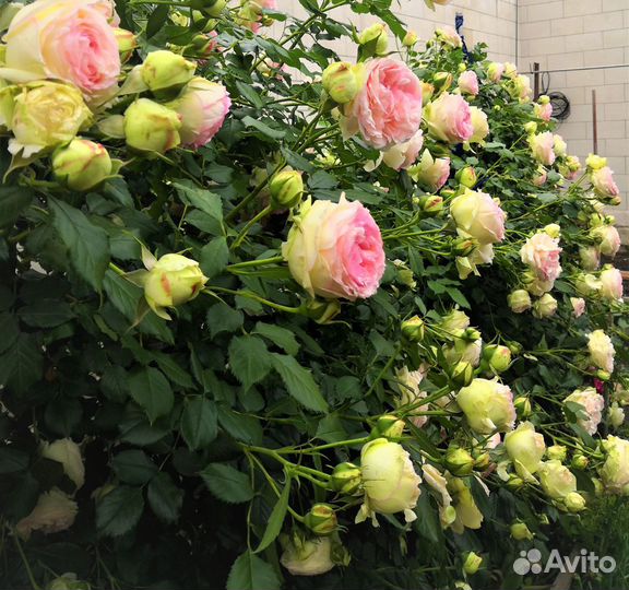 Саженцы элитных роз