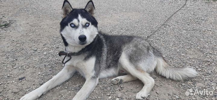 Вязка бесплатно