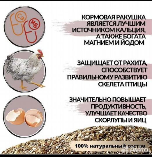 Ракушка кормовая морская