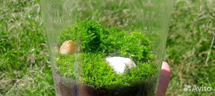 Инсталляция из живого мха