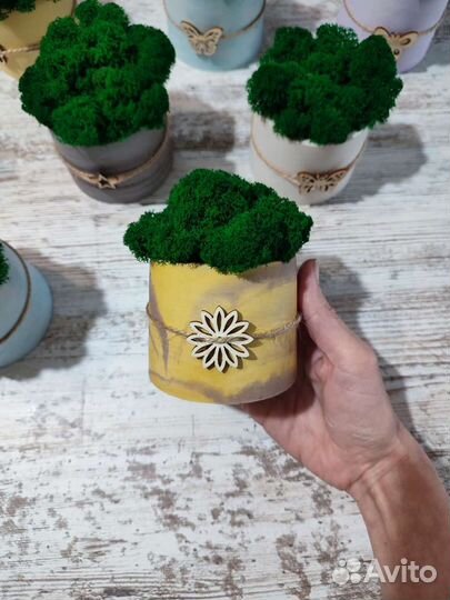 Стабилизированный мох в гипсовом кашпо