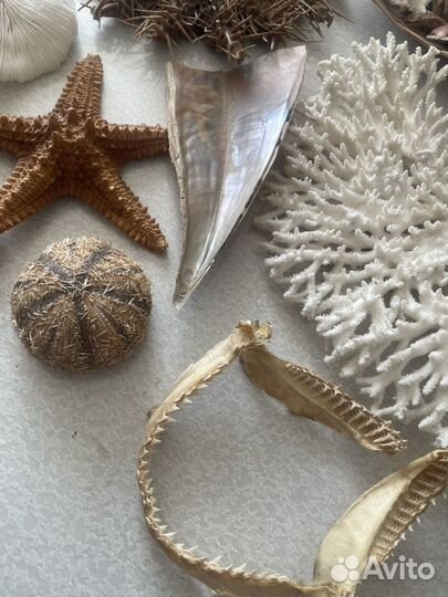 Морские кораллы,звезда,еж,челюсть акулы и т.д