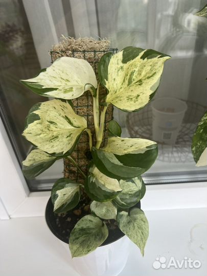 Эпипремнум