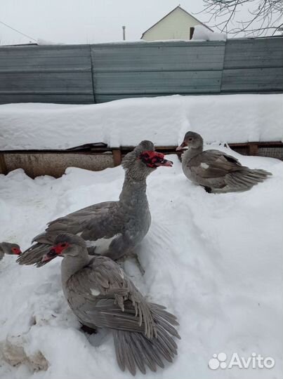 Инкубационное яйцо индоутки