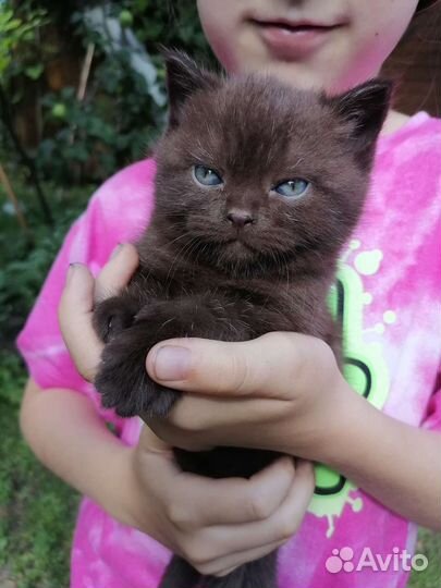 Шотландский шоколадный котенок