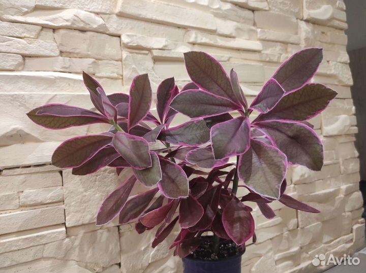 Вариегатные комнатные растения