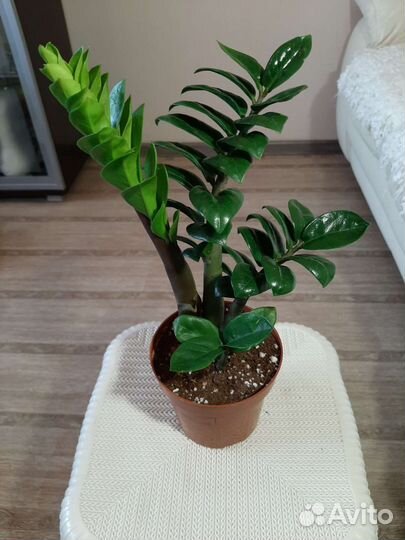 Замиокулькас черный Равен, Зензи