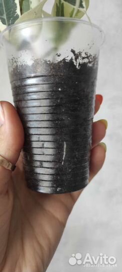 Фикус старлайт