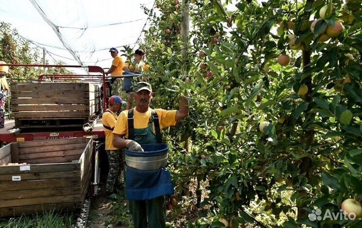 Работа по сборке яблок