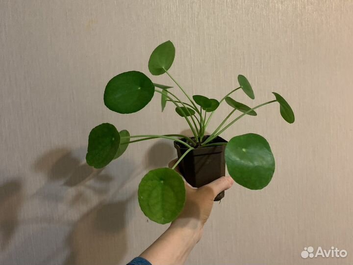 Пилея, пеперомия