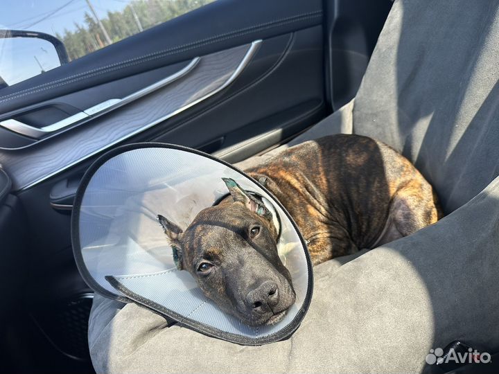 Щенки питбультерьера