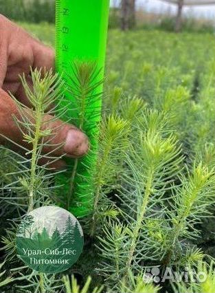 Зкс и окс Сосна Ель Лиственница сеянцы Голуб горн