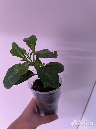 Гардения жасминовидная