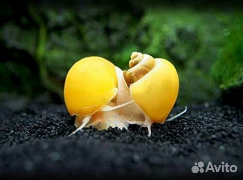 Улитки аквариумные