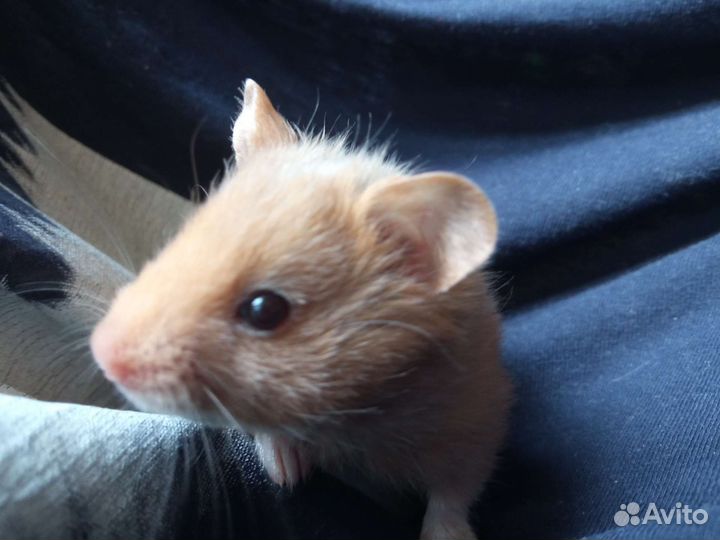Сирийский хомяк