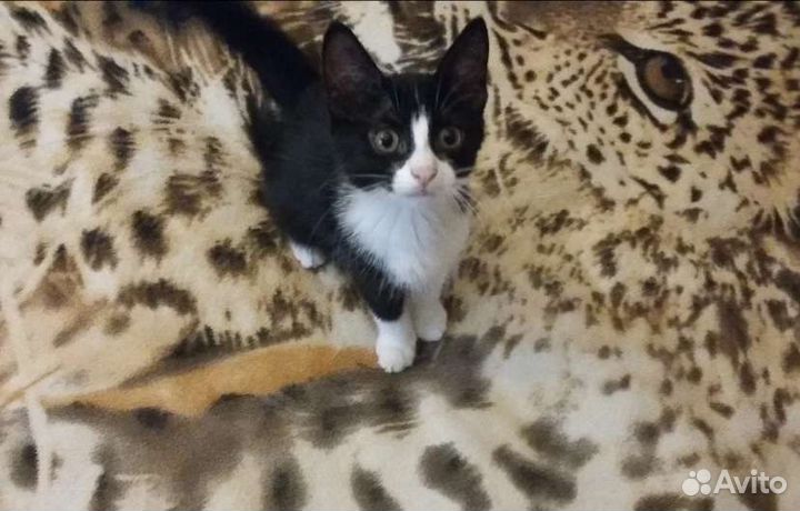 Котенок