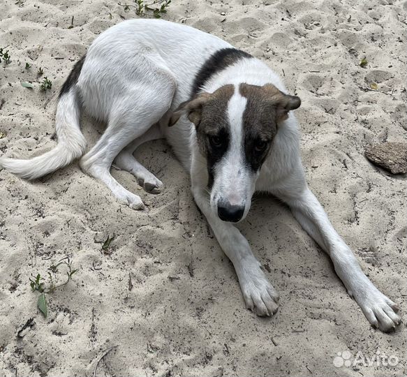 Собака стерилизованная