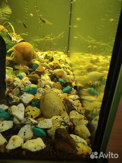 Улитки Ампулярии (жёлтые)