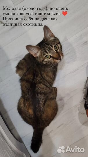 Кошка примерно годик, ищет своих хозяев