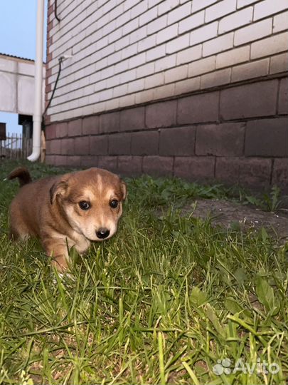 Собаки бесплатно в добрые руки