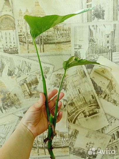 Монстера альба