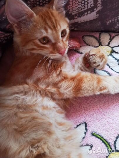 Рыжий котенок мальчик