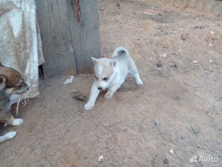 Продам щенков Западно Сибирской лайки