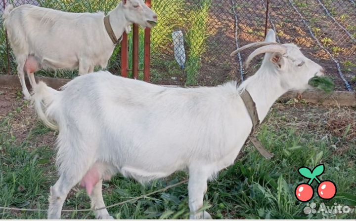 Козы дойные и козёл камори-нубийский