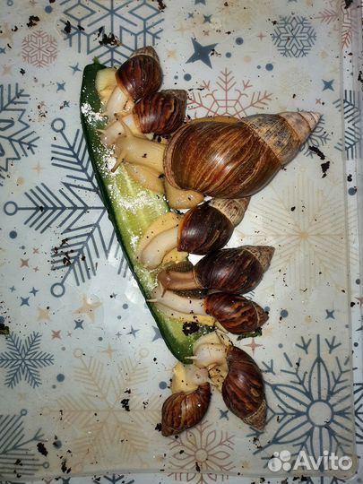 Улитки ахатины ахатинская улитка