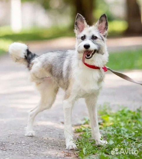 Собака в добрые руки отдам бесплатно