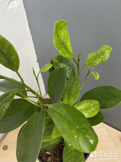 Фикус Моклейм