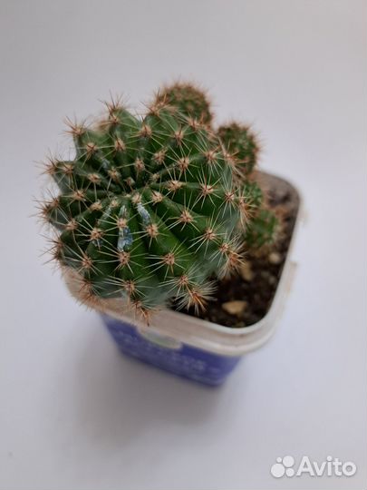 Кактус эхинопсис