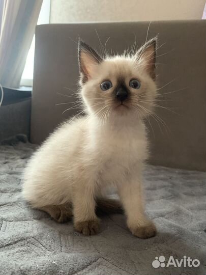 Сиамский котенок